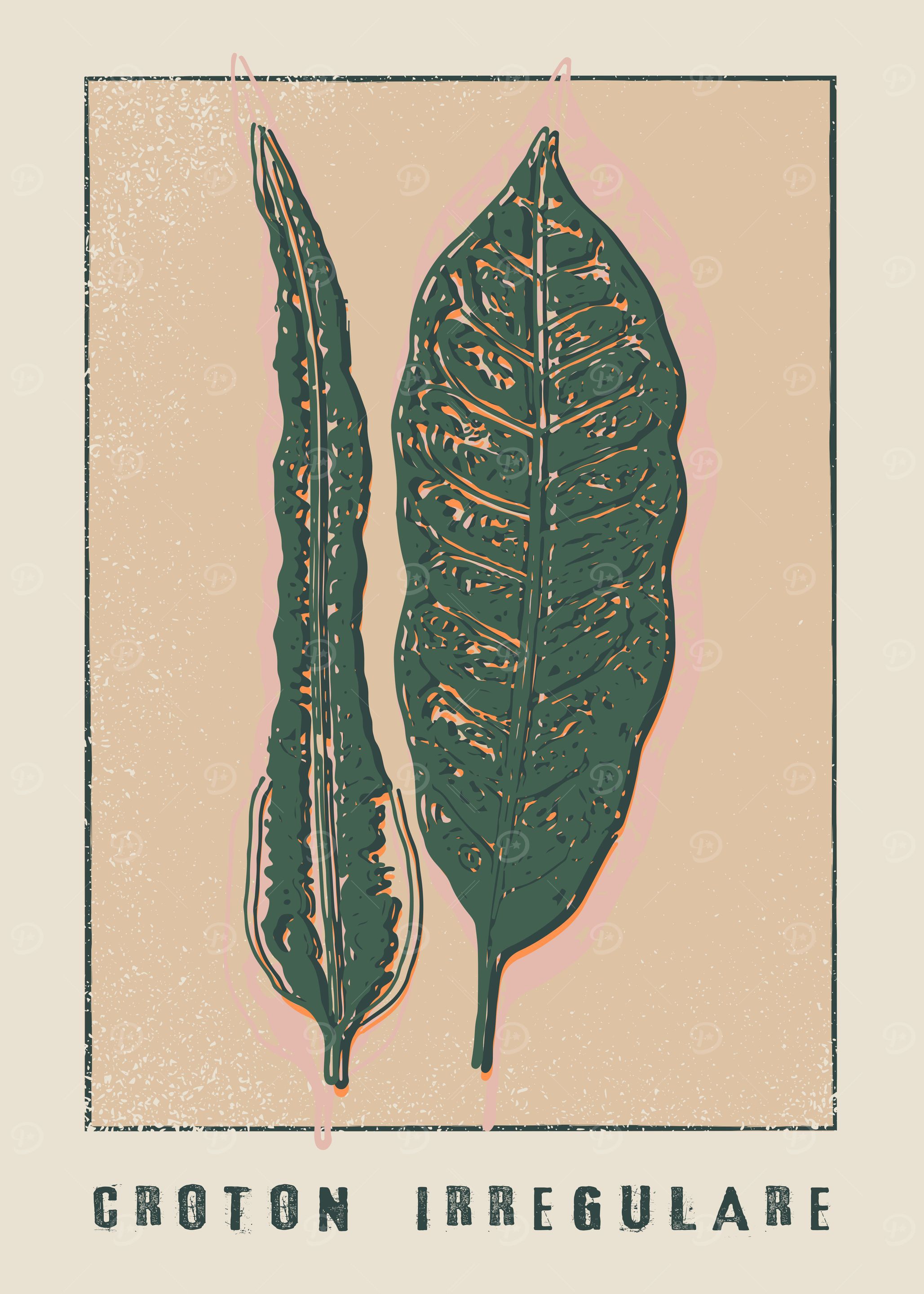 Croton irregulare Plant