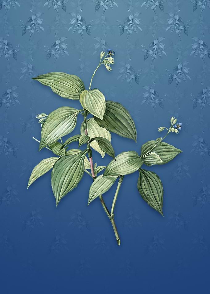 Tradescantia Erecta