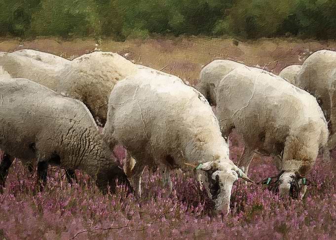 Cute sheep