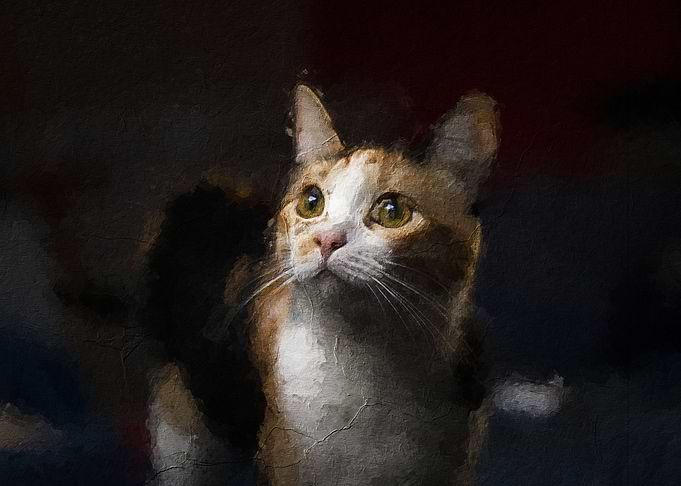 cute cat