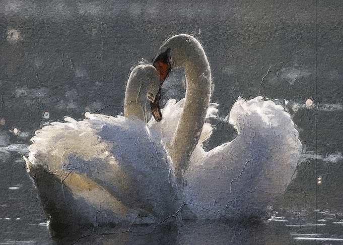 Swan