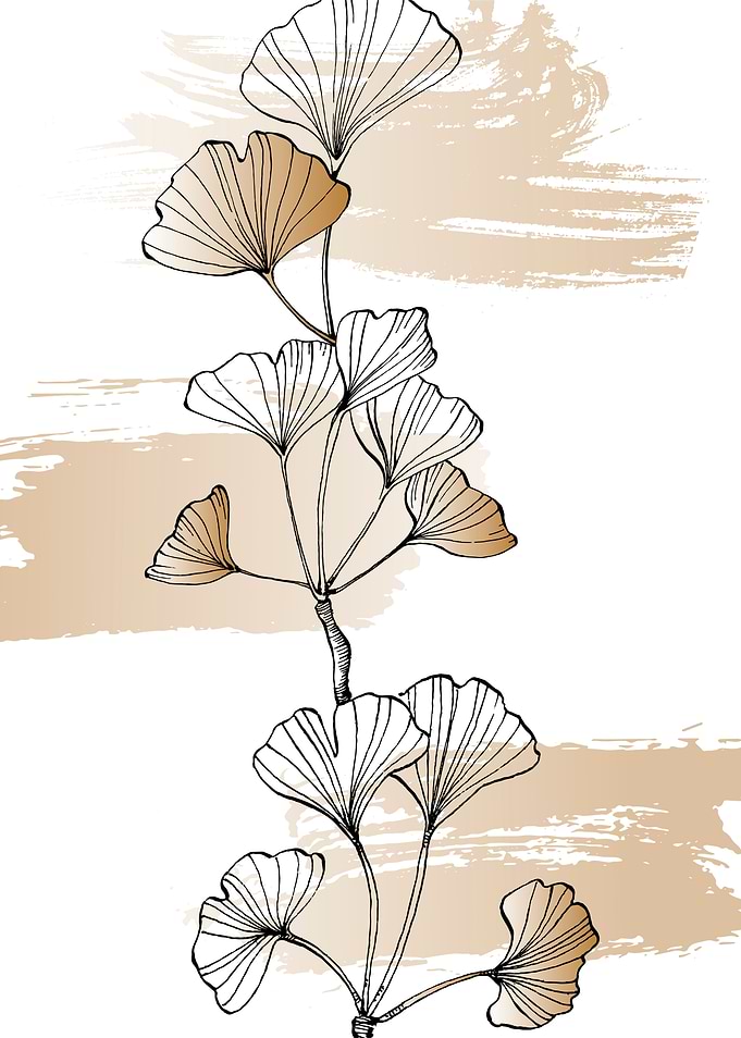 Ginkgo Sketch