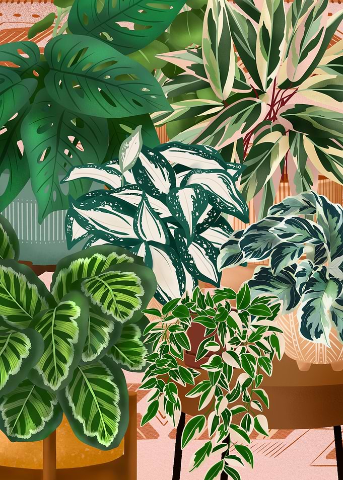 House Plants Collection 9