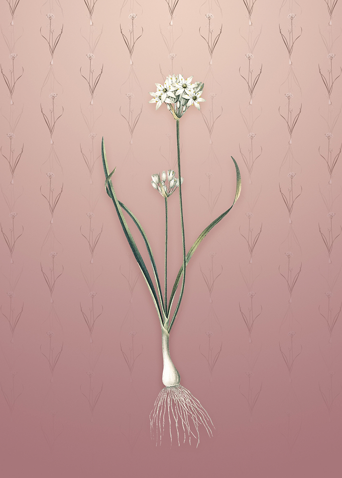 Three Cornered Leek
