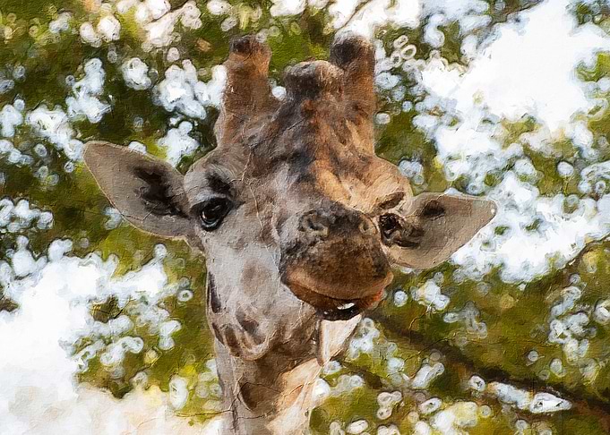 cute giraffe