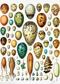 Eggs