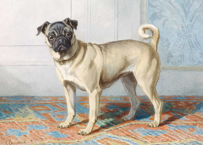 Edwin Vom Raths Pug