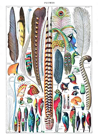 Feather