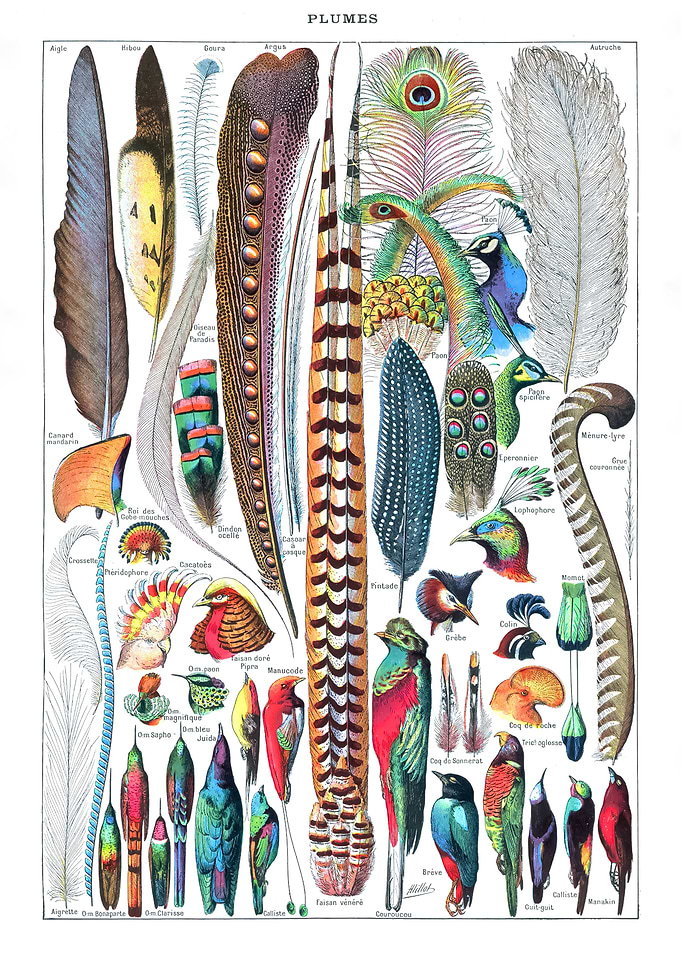 Feather