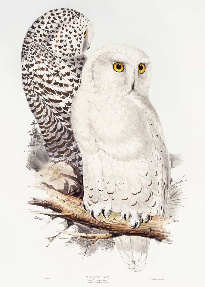 Snowy Owl 1832 print