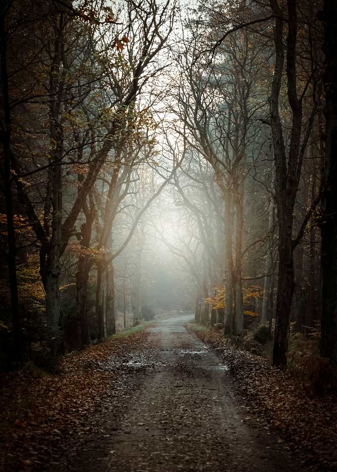 Autumn path among trees