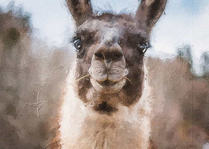donkey