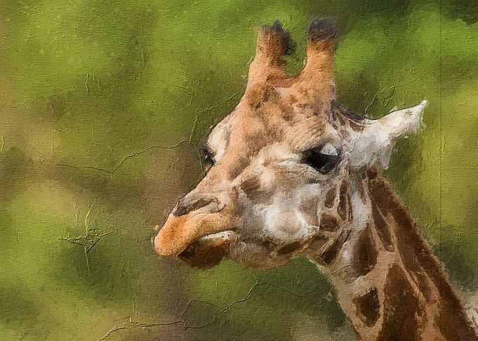 cute giraffe