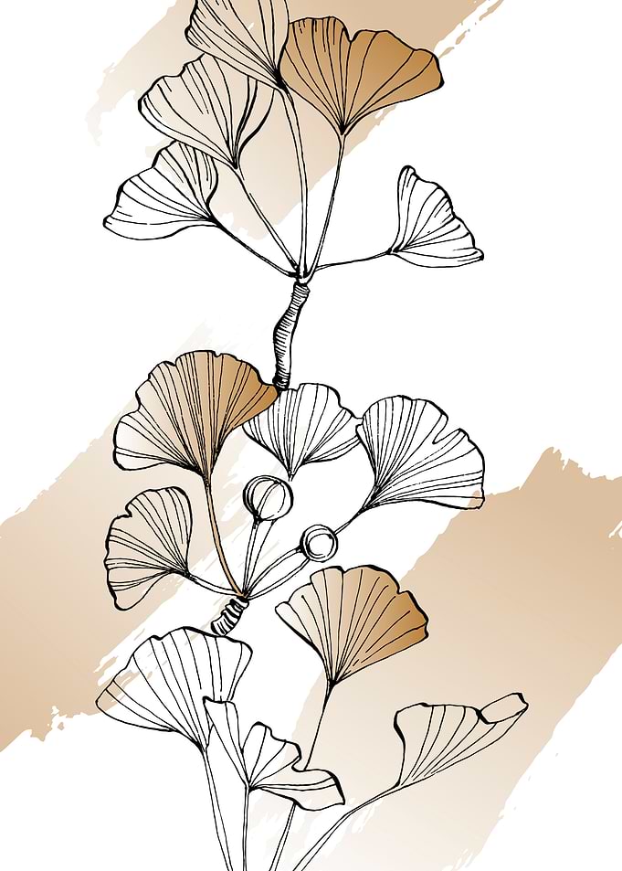 Ginkgo Minimalist