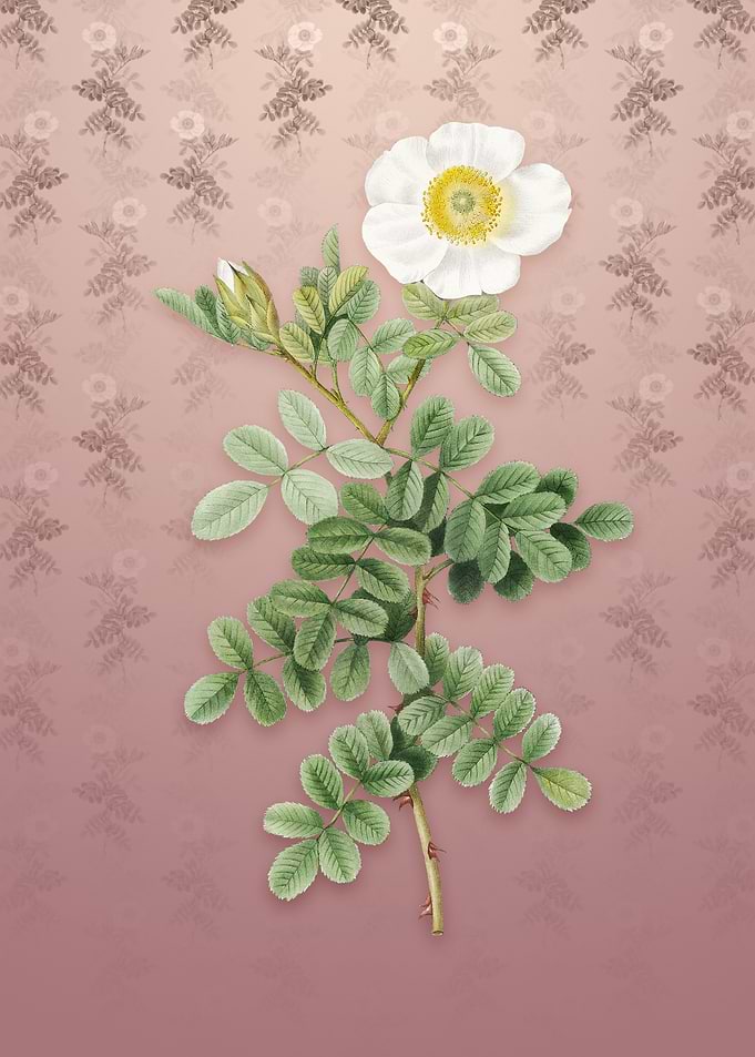 Vintage Macartney Rose