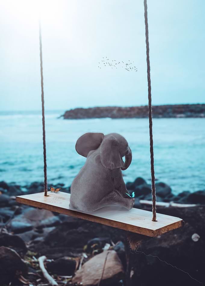 Elephant on Swing Ocean