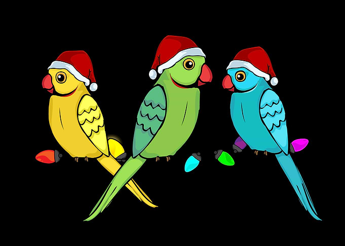 Rose Ringneck Parakeet