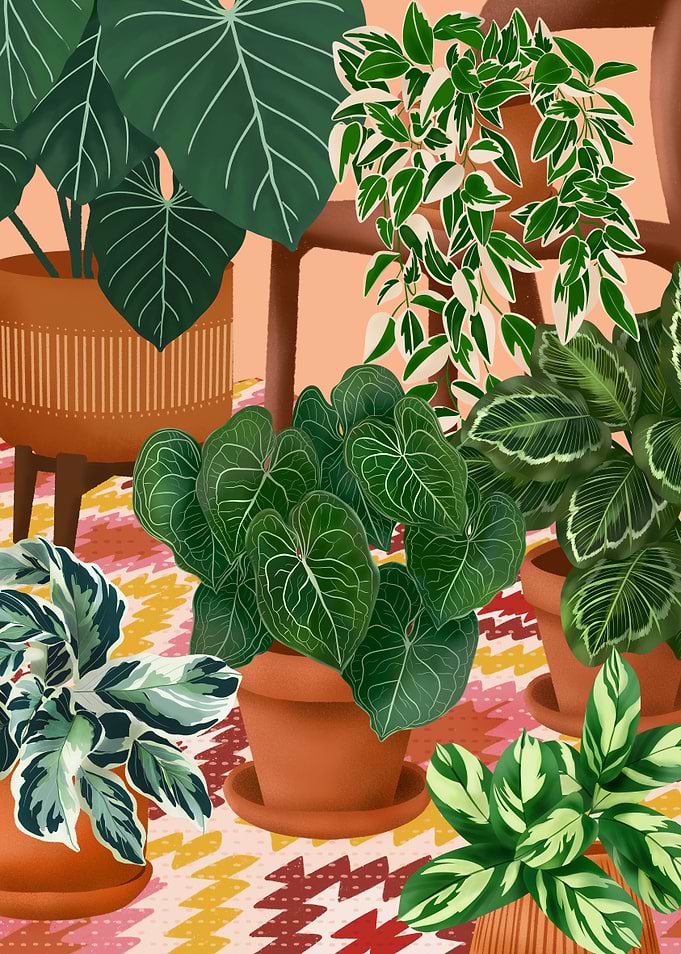 House Plants Collection 30