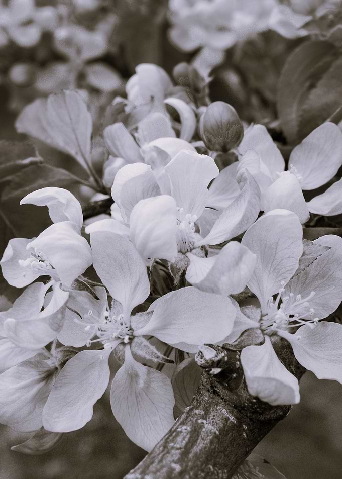 Close Up Flowers