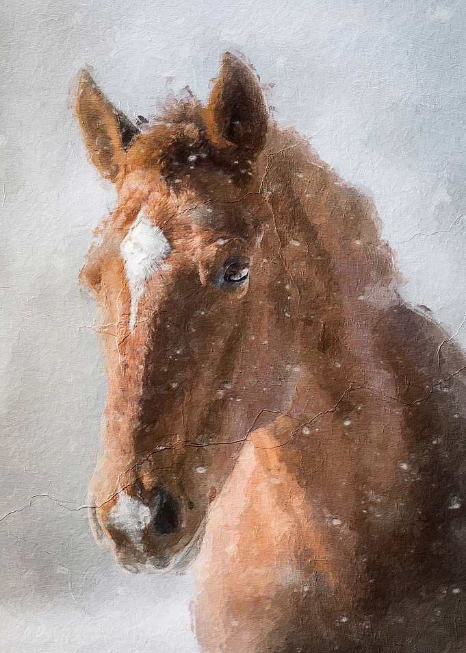 Horse