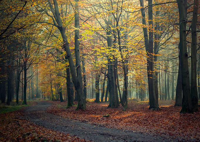 Autumn trees, alley,forest