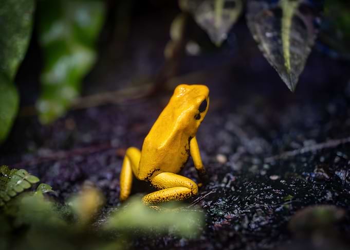 Golden Poison Frog