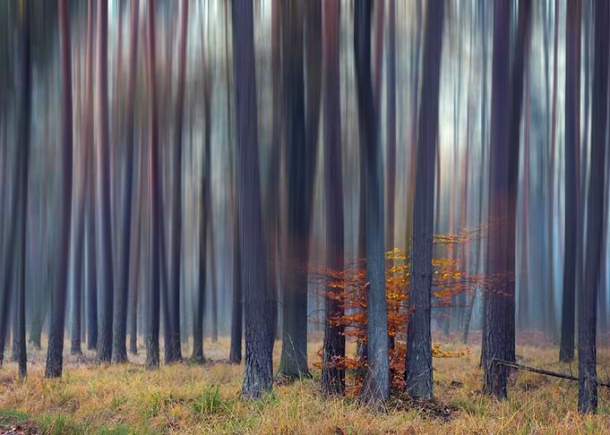 Autumn forest, impression