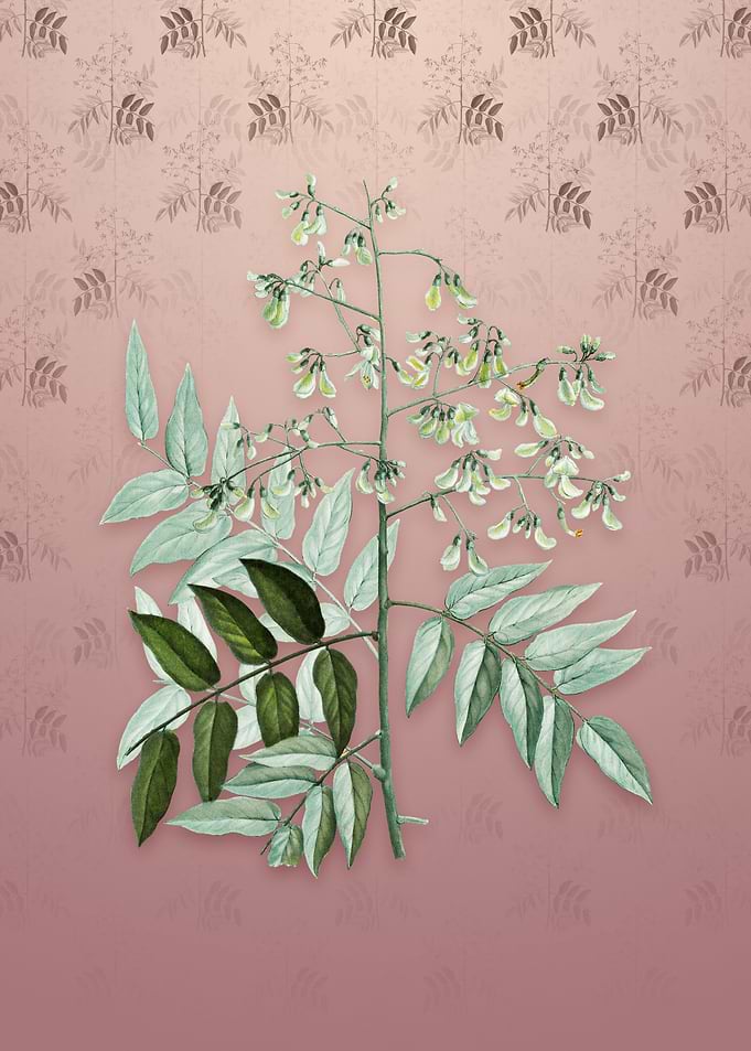 Japanese Pagoda Tree