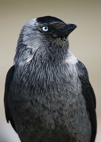 haughty black bird