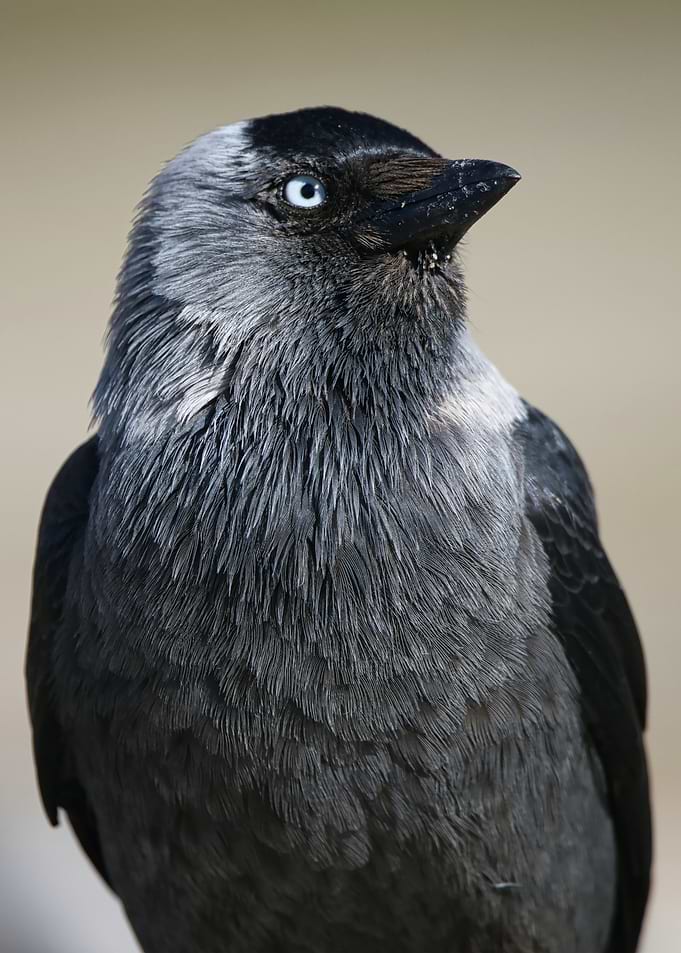 haughty black bird