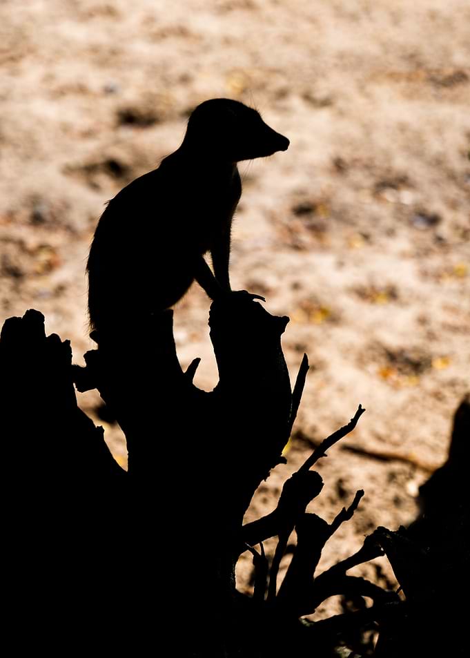 Meerkat Guard Silhouette