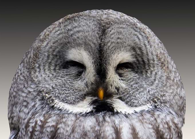 owl light gray cute