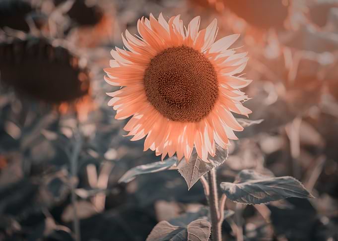 Sunflowers, field, macro