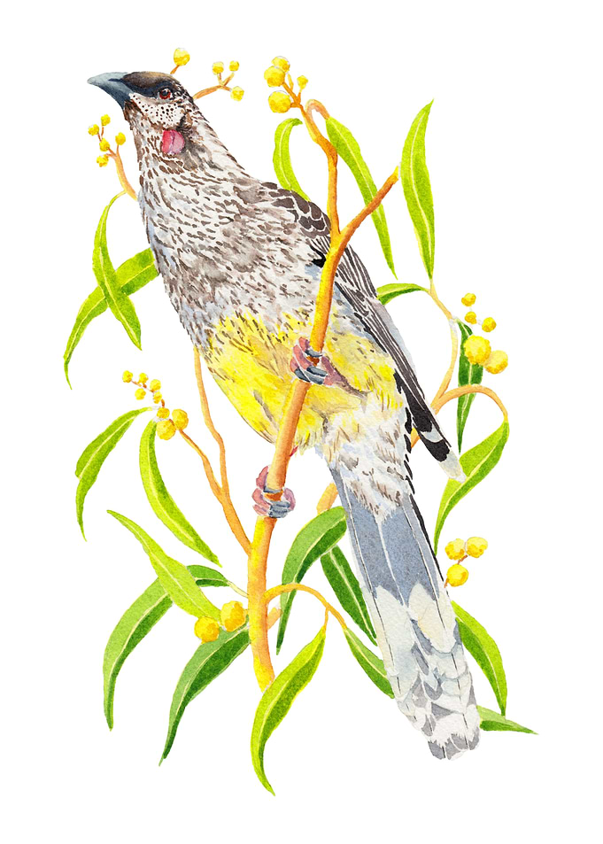 Red Wattlebird and wattle