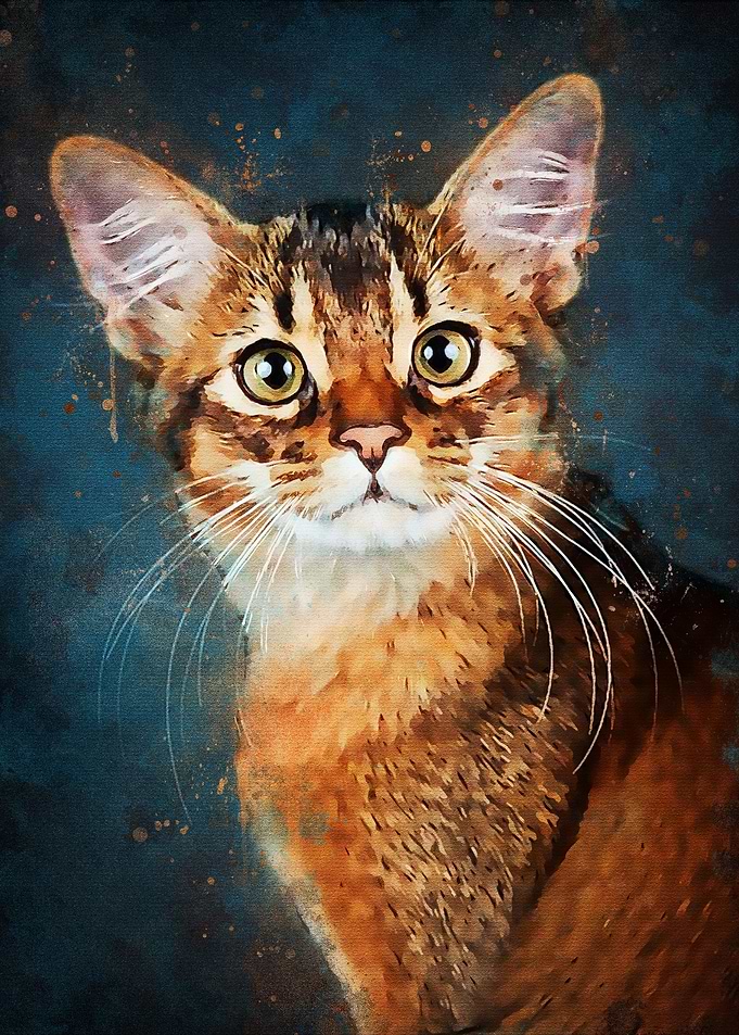 Cat Meme