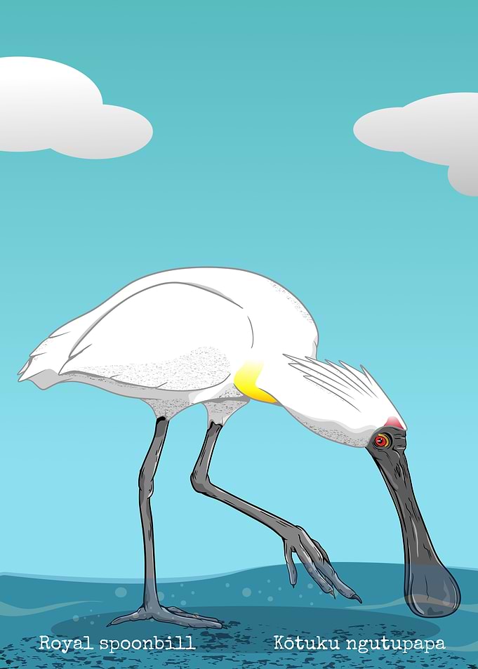 Royal Spoonbill NZ bird