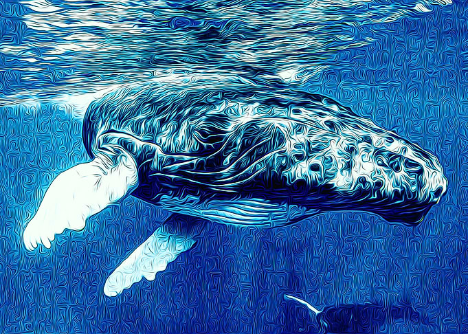 Whale