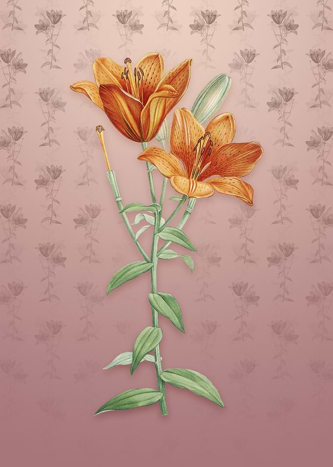 Orange Bulbous Lily
