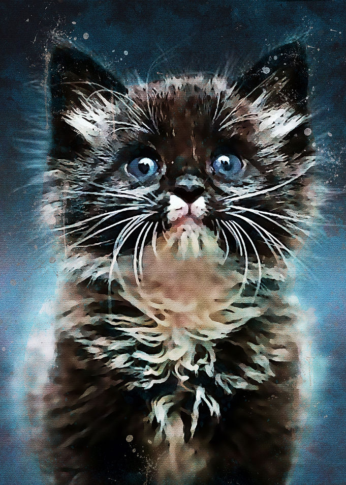 Cute Cat