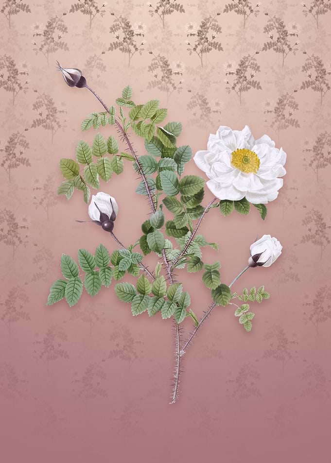 Vintage White Burnet Roses