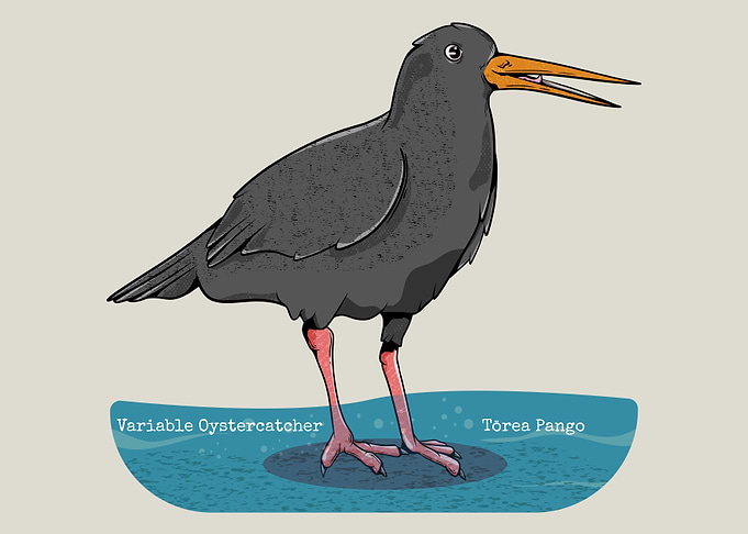 Variable oystercatcher