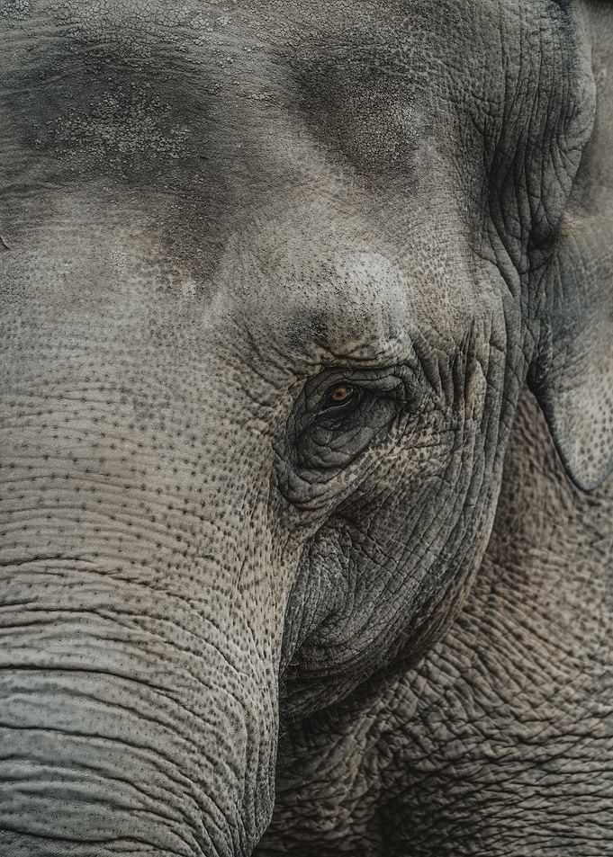 Elephant close up
