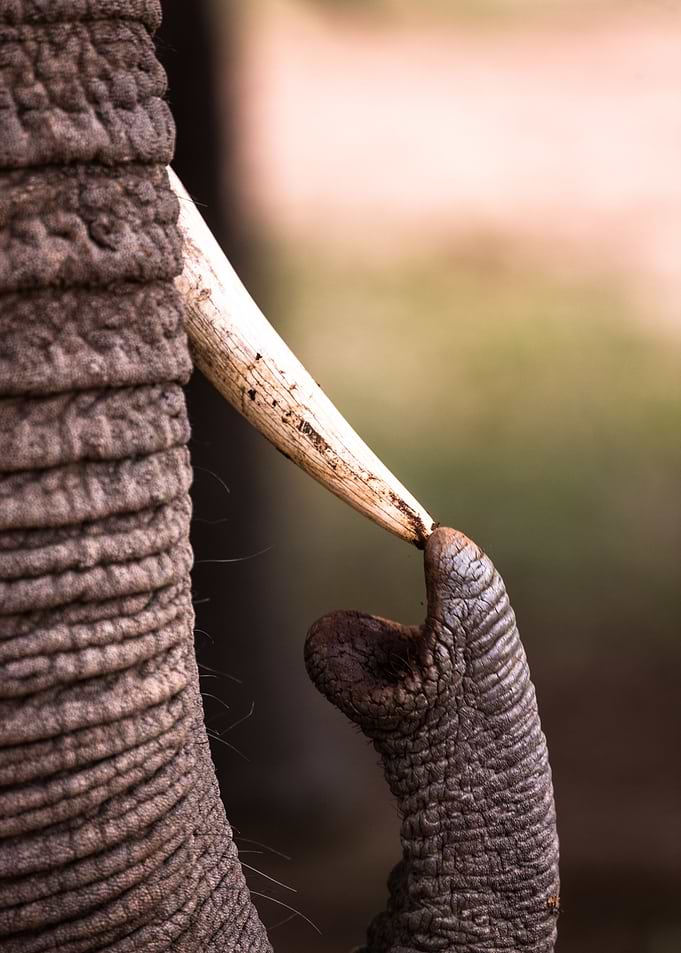Tip of the trunk