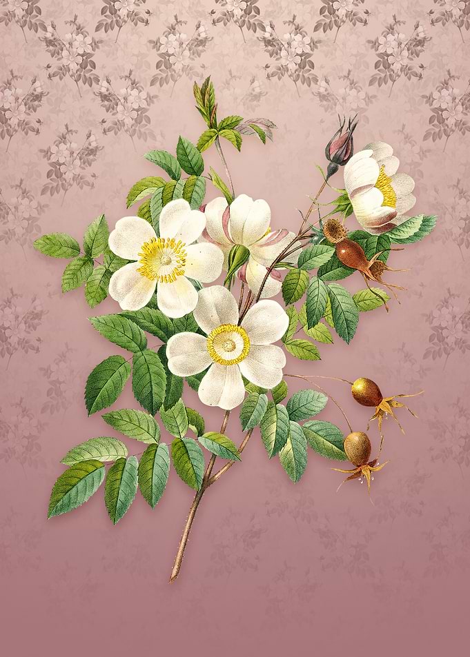 White Candolle Rose