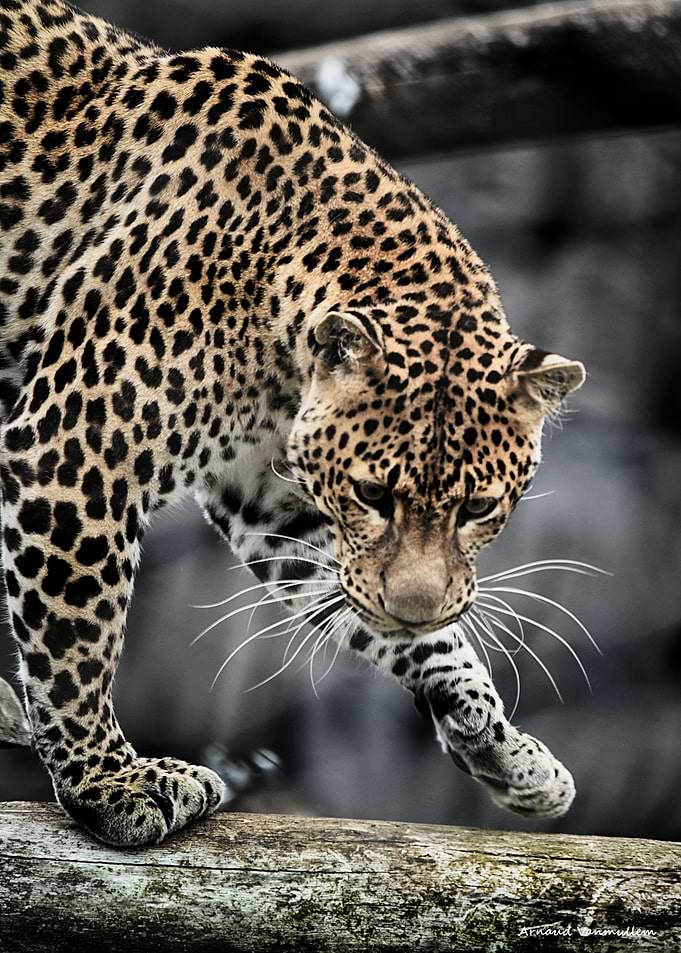 Leopard