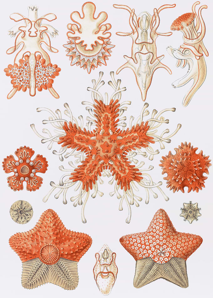 Asteridea