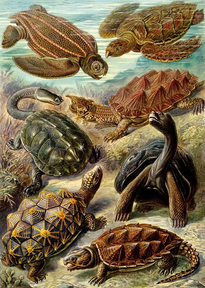 Chelonia