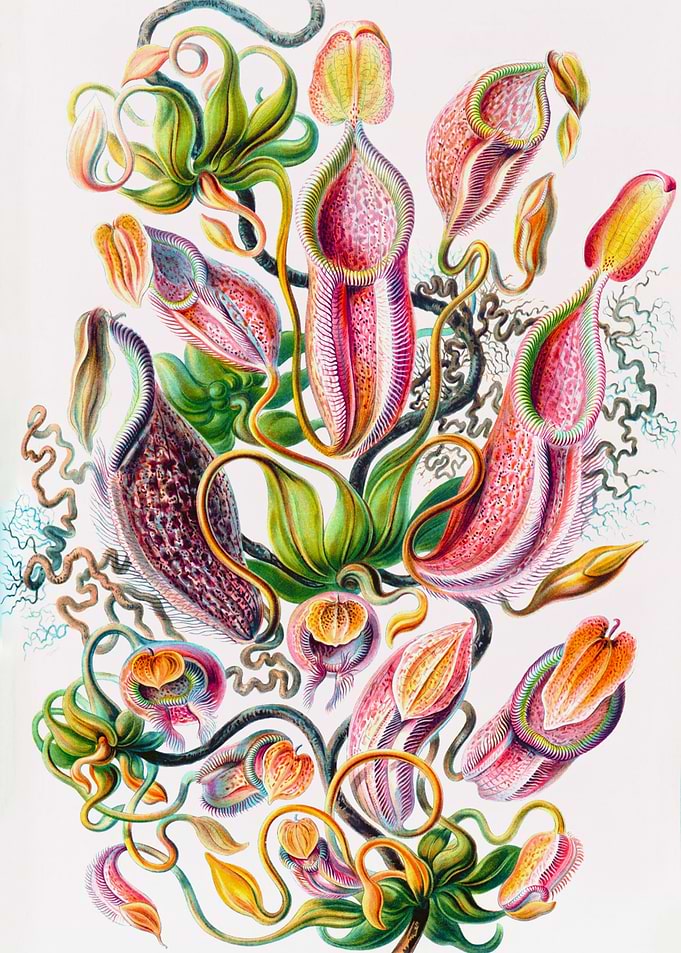 Nepenthaceae