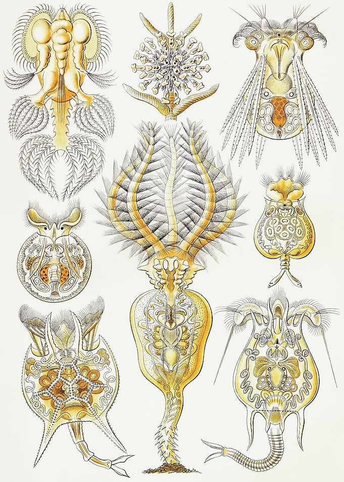 Rotatoria