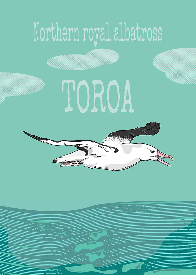 Northern Royal Albatross